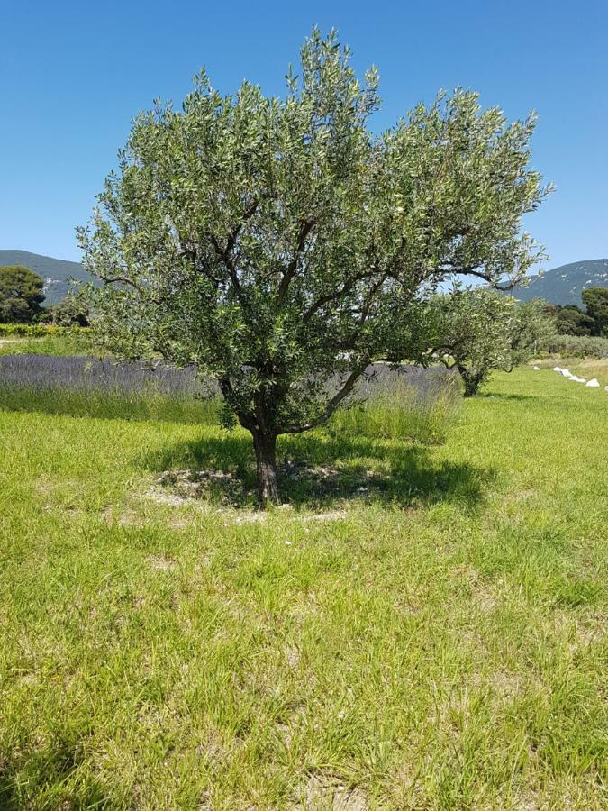 Gite Les Lavandes Vaison-la-Romaine Exterior foto